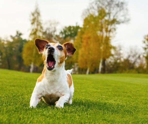 When Animals Attack: Your Legal Responsibilities As An Animal Owner In Ontario